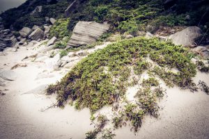 天上山表砂漠で生えていた草 天上山表砂漠で生えていた草