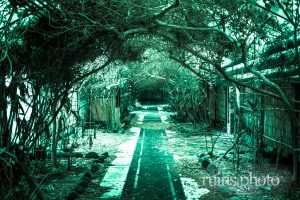 八丈島国際観光ホテル:樹木のトンネル