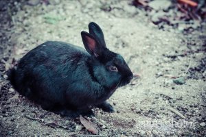 大久野島のアナウサギ