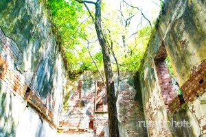 竹内農場・赤レンガ西洋館：館内で育つ木