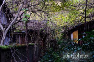 田浦住宅街：木々に埋もれる家屋